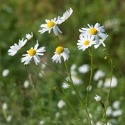 Chamomile