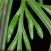 Mother Spleenwort (Asplenium Bulbiferum)