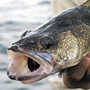 Eaten Walleye You or Someone You Know Caught