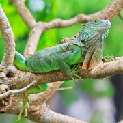 Green Iguana Research & Conservation in Costa Rica