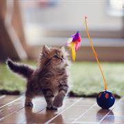 Kitten