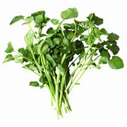 Watercress