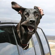 Stick Your Head Out of a Car Window