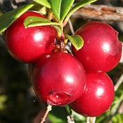 Bearberry