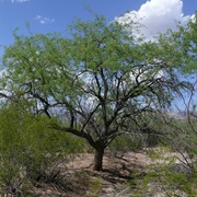 Velvet Mesquite (Prosopis Velutina)