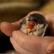 Rescue a Wild Animal