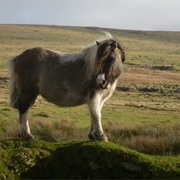 Dartmoor, Devon