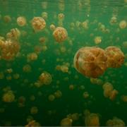 Swim in a Lagoon Full of Nonsting Jellyfish, Philippines &amp; Palau