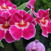 Orchids