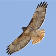 Red-Tailed Hawk
