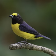 Purple-Throated Euphonia (Euphonia Chlorotica)