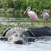 Myakka River State Park
