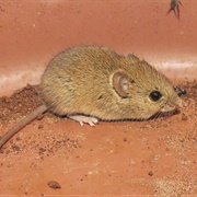 Delicate Vesper Mouse (Calomys Tener)