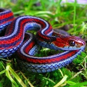 California Red Sided Garter Snake