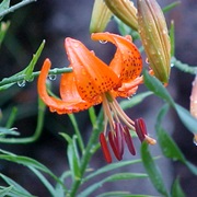 Lilium Davidii