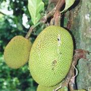 Jack Fruit