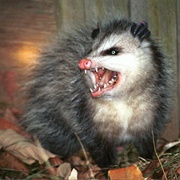 Possums