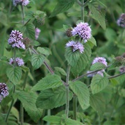 Wild Mint