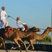 Horse and Camel Ardhah, Oman