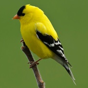 Gold Finch