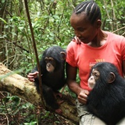 Tacugama Chimpanzee Sanctuary, Sierra Leone