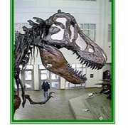 Uofs Museum of Natural Science