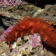Sea Cucumber