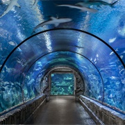 Shark Reef Aquarium