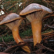 Brown Slimecap (Chroogomphus Rutilus)