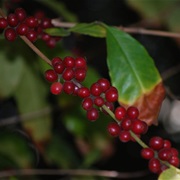 Liberian Coffee (Coffea Liberica)