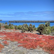 North Seymour, Galapagos