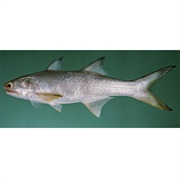 Fourfinger Threadfin / Indian Salmon / Blue Threadfin