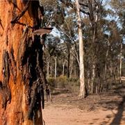 Greater Bendigo National Park (VIC)