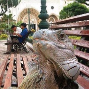 See the Land Iguanas in Parque Seminario