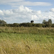 Wicken Fen