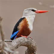 Gray-Headed Kingfisher (Cape Verde)