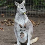 Kangaroo Creek Farm in Kelowna, BC Canada