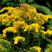 Goldenrod