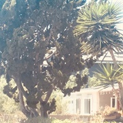 Venice Bitch - Lana Del Rey