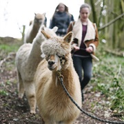 Go on an Alpaca Walk