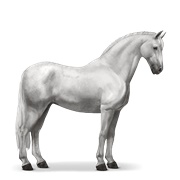 Lipizzaner