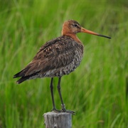 Liminka Bay, Oulu Finland