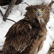 Blakiston's Fish Owl