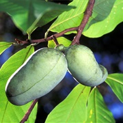 Paw Paws