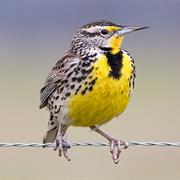 Western Meadowlark