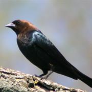 Brown-Headed Cowbird
