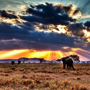 Serengeti National Park, Kenya