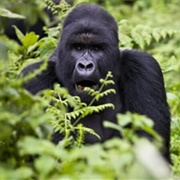 Lowland Gorilla Trekking DR Congo