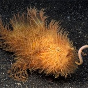 Hairy Frog Fish