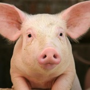 Arizona: It's Illegal to Feed Pigs Garbage Without a Special Permit.